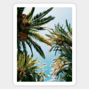 Palms in the sky Sticker